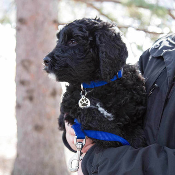 Nylon Starter Kit - on Dog 