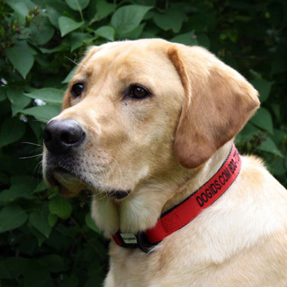 Embroidered Solid Color Dog Collar on Dog Red Embroidered Solid Color Dog Collar on Dog Red