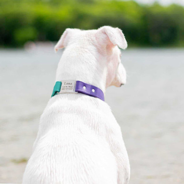 Two-Tone Waterproof ScruffTag Collar on White Dog dogIDs Two-Tone Waterproof ScruffTag Collar on White Dog dogIDs