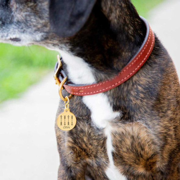 Arrow Design Dog Tag - On Dog Arrow Design Dog Tag - On Dog