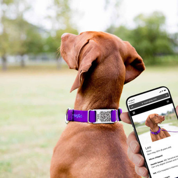 QR Code Dog ID Tag with Phone scanning QR Code Dog ID Tag with Phone scanning