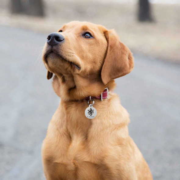Heraldic Lion Dog ID Tag On Dog Heraldic Lion Dog ID Tag On Dog