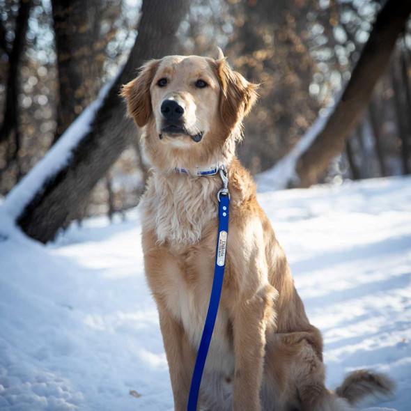 Personalized Waterproof Biothane Dog Leash on Golden Retriever dogIDs