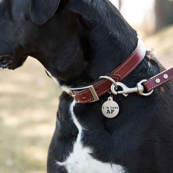 AF Round Stainless Steel Pet ID Tag On Dog AF Round Stainless Steel Pet ID Tag On Dog