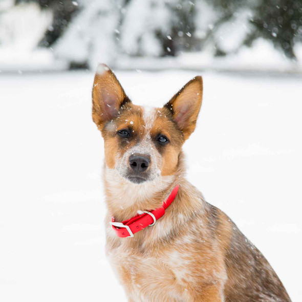 Waterproof Standard Collar Red on Dog