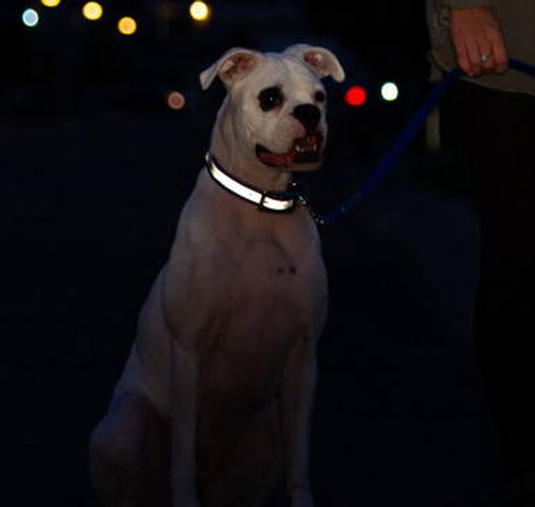 Reflective Waterproof Dog Collar in Use at Night Reflective Waterproof Dog Collar in Use at Night