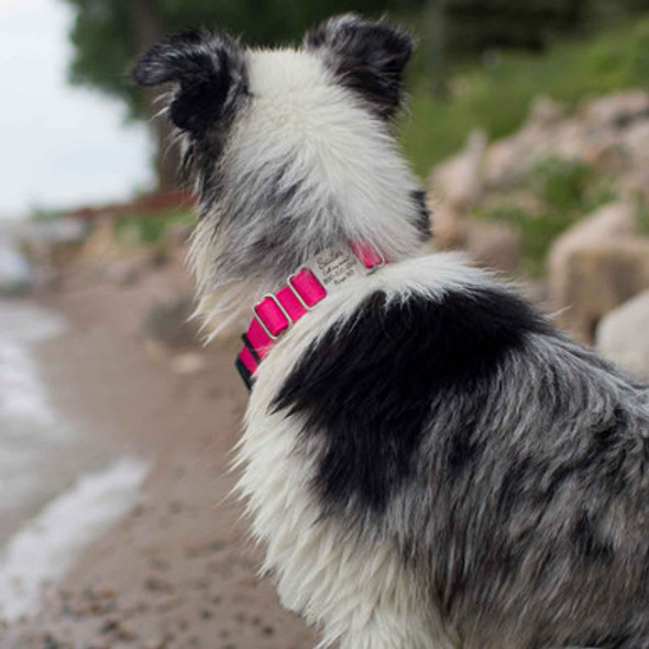 Quick Release Waterproof ScruffTag Collar Magenta Sailor on Beach dogIDs Quick Release Waterproof ScruffTag Collar Magenta Sailor on Beach dogIDs