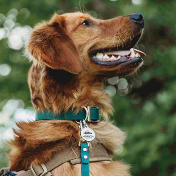 Waterproof Dog Explorer Pack Lifestyle Waterproof Dog Explorer Pack Lifestyle