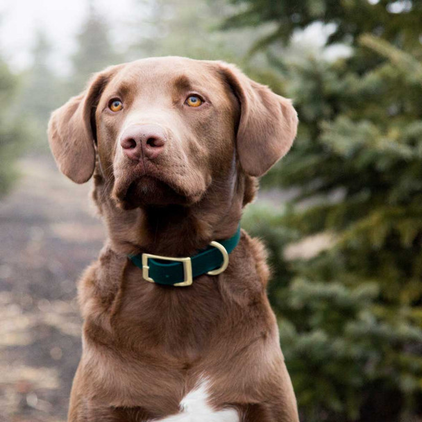 Waterproof Standard NamePlate Collar with Brass Hardware On Dog