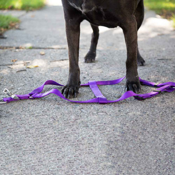 Step-In Dog Harness Purple On Ground dogIDs Step-In Dog Harness Purple On Ground dogIDs
