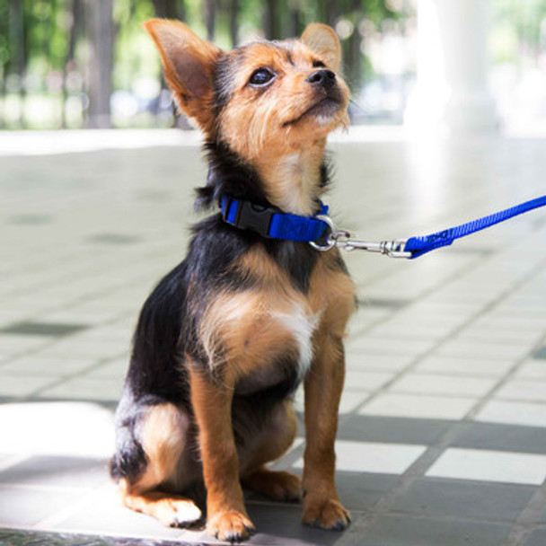 Nylon Dog Collar on Small Dog dogIDs Nylon Dog Collar on Small Dog dogIDs