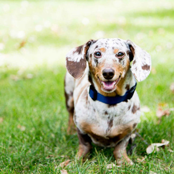 Nylon Dog Collar on Small Dog dogIDs Nylon Dog Collar on Small Dog dogIDs