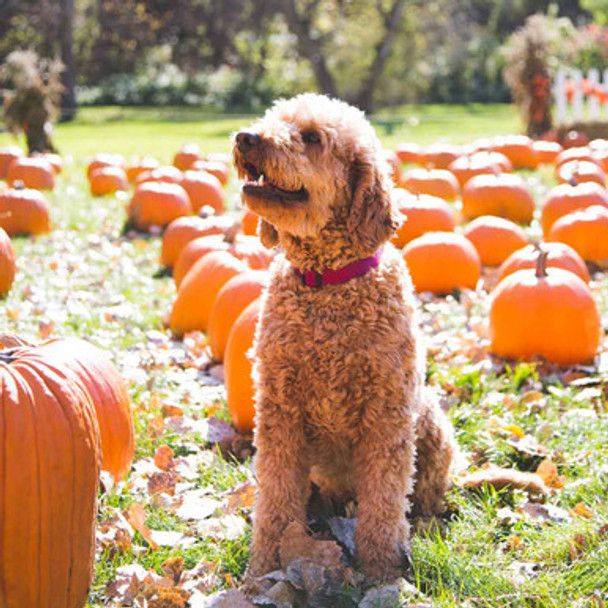 Nylon Dog Collar on Dog dogIDs Nylon Dog Collar on Dog dogIDs