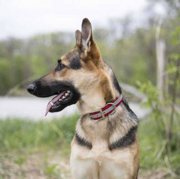 Reflective Waterproof ScruffTag Collar dogIDs Reflective Waterproof ScruffTag Collar dogIDs