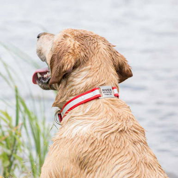 Reflective Waterproof ScruffTag Collar dogIDs Reflective Waterproof ScruffTag Collar dogIDs