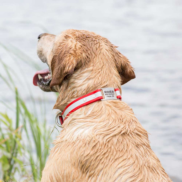 Reflective Waterproof ScruffTag Collar on Yellow Lab Near Water dogIDs