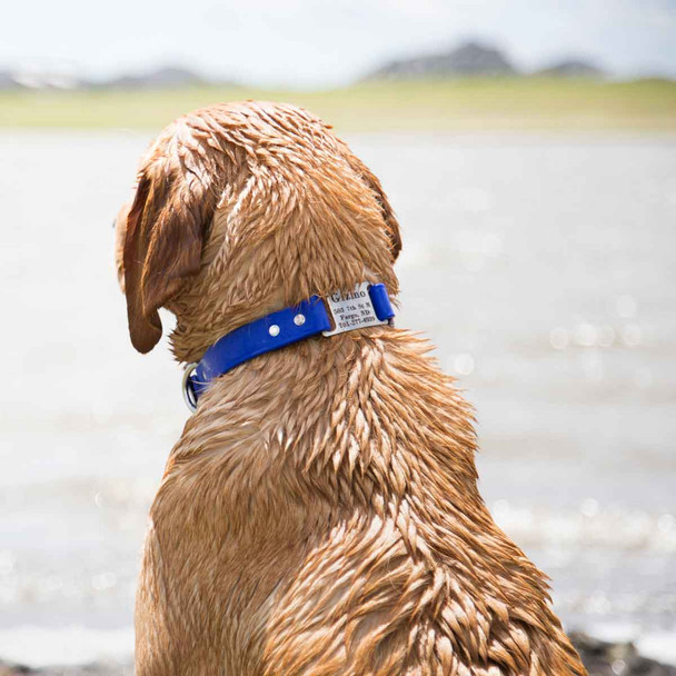 Waterproof ScruffTag Collar Blue On Wet Yellow Labrador