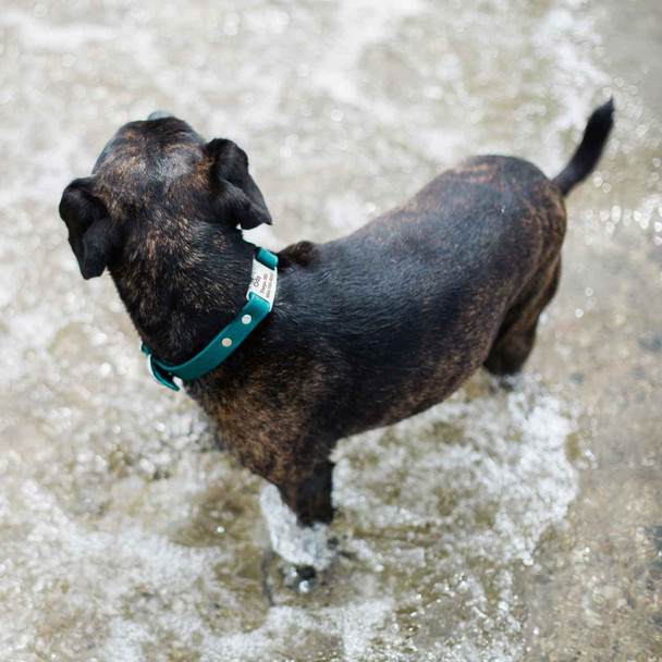 Waterproof ScruffTag Collar Teal On Dog Standing In Water