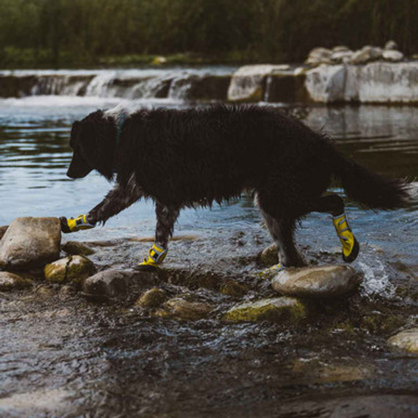 Body Glove Paw Protector Dog Boots on Dog in Water