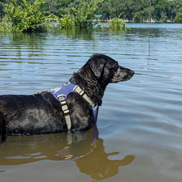 Body Glove Cooling Harness for Dogs Blue on Dog