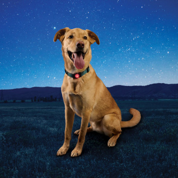 NiteDog Disc-O-Tech Rechargeable LED Slide-On Dog Collar Light Red on Dog NiteDog Disc-O-Tech Rechargeable LED Slide-On Dog Collar Light Red on Dog