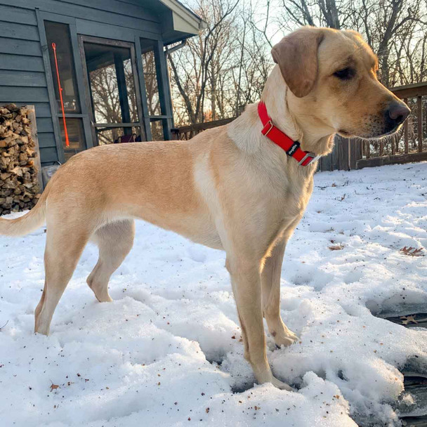 Waterproof Quick Release Personalized Buckle Collar Red on Yellow Lab Rumi