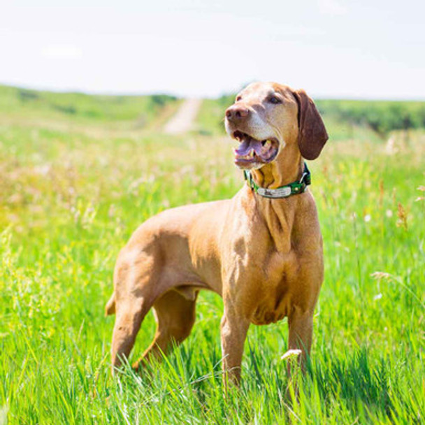 Sport Dog Rivet-On Dog Collar Name Plate On Dog In Field Sport Dog Rivet-On Dog Collar Name Plate On Dog In Field