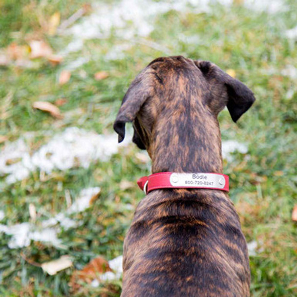 Designer Soft Leather Dog Collar on Boxer Puppy Ruby Red Name Plate Designer Soft Leather Dog Collar on Boxer Puppy Ruby Red Name Plate