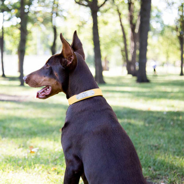 Designer Soft Leather Dog Collar on Doberman Pinscher Goldenrod Designer Soft Leather Dog Collar on Doberman Pinscher Goldenrod