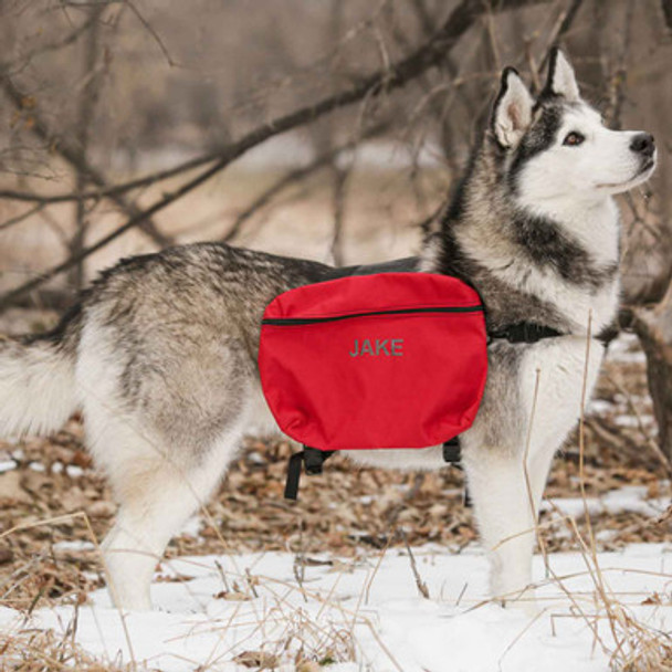 Husky Dog Wearing Large Dog Backpack dogIDs Husky Dog Wearing Large Dog Backpack dogIDs