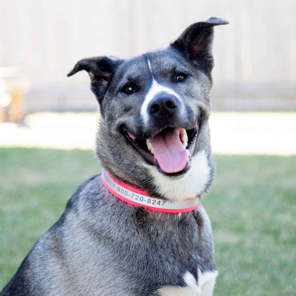 Engraved Reflective Waterproof Soft Grip Dog Collar on Dog