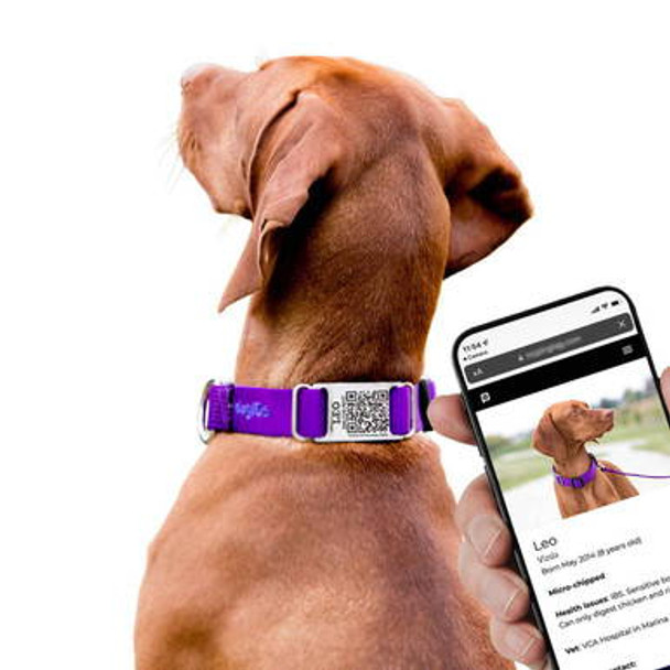 QR Code Nylon ScruffTag Collar on Dog with Phone Scan QR Code Nylon ScruffTag Collar on Dog with Phone Scan