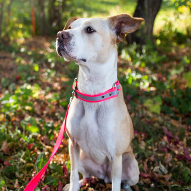Waterproof Reflective Safety Dog Collar On Dog Pink  Waterproof Reflective Safety Dog Collar On Dog Pink