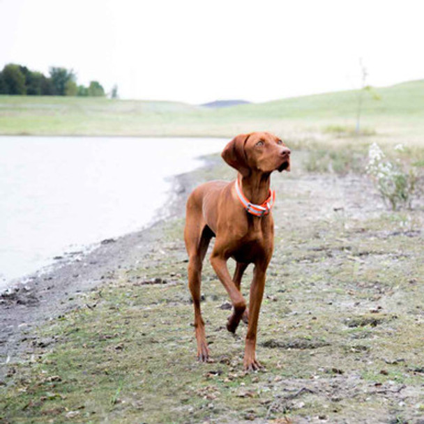 Personalized Waterproof Reflective Safety Dog Collar On Viszla Personalized Waterproof Reflective Safety Dog Collar On Viszla