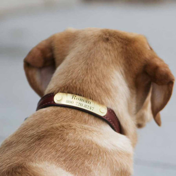 Solid Brass Rivet-On Name Plate on Leather Collar Solid Brass Rivet-On Name Plate on Leather Collar