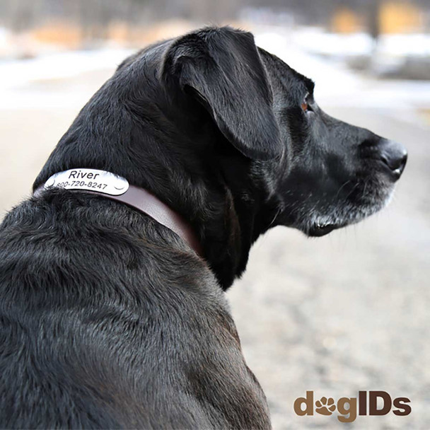 Stainless Steel Rivet-On Name Plate on Black Lab