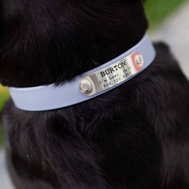 Stainless Steel Rivet-On Name Plate on Black Lab Closeup