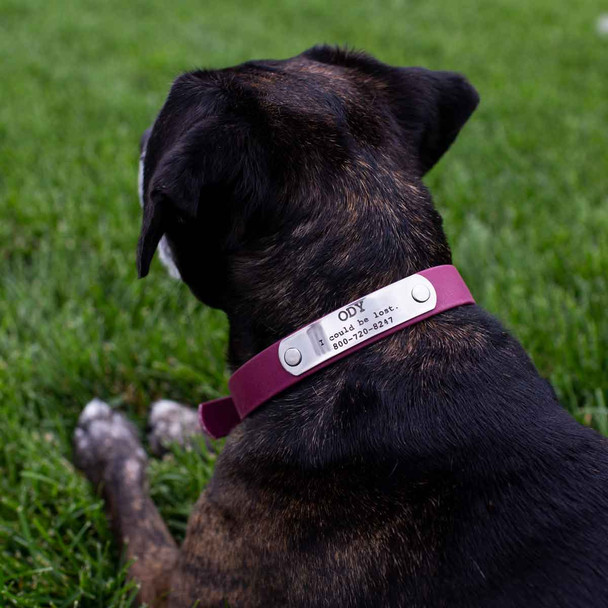 Stainless Steel Rivet-On Name Plate on Black Lab