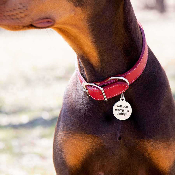 Marriage Proposal Dog ID Tag On Dog dogIDs
