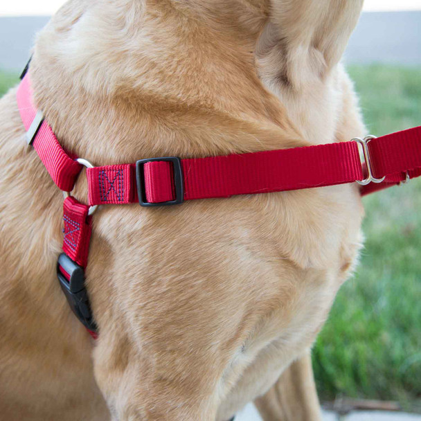 No Pull Custom Embroidered Dog Harness On Dog 2 dogIDs