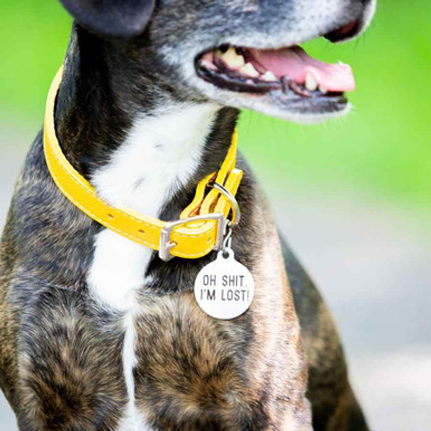 Oh Shit I\'m Lost Dog ID Tag on Dog