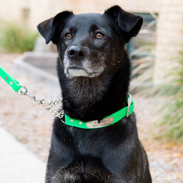Waterproof Chain Martingale Collar with Engraved Nameplate on Dog