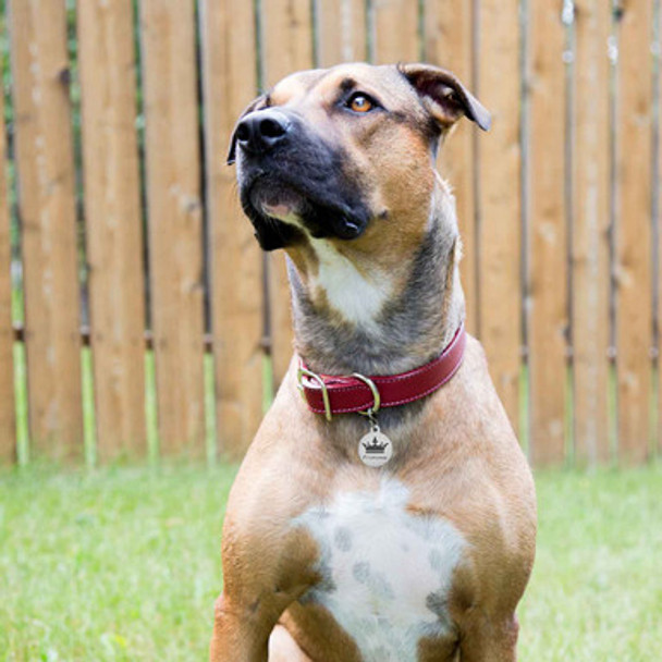 Crown Dog ID Tag On Dog