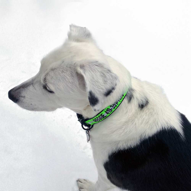Embroidered Reflective Dog Collar On Reggie