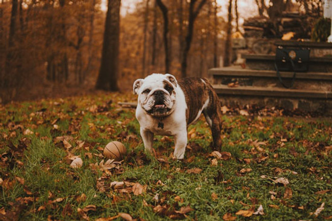 Can Dogs Eat Butternut Squash?