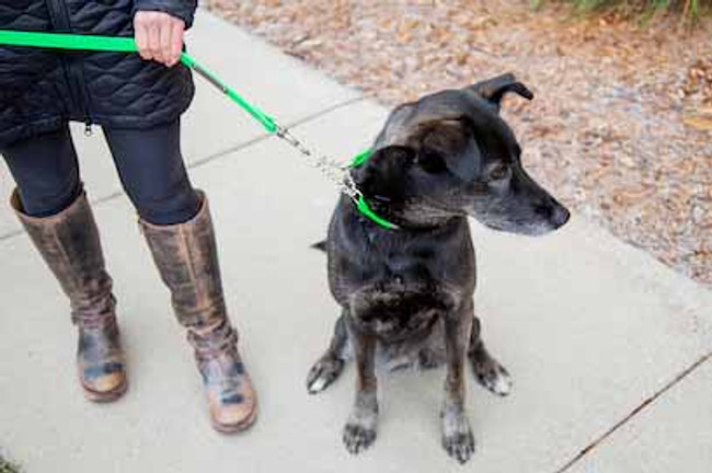 4 Reasons to Use a Martingale Collar