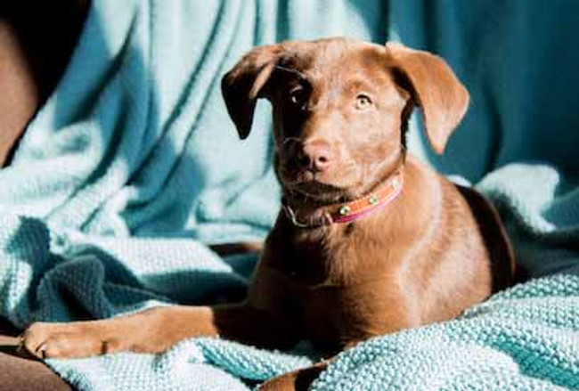 What you Need for a New Dog