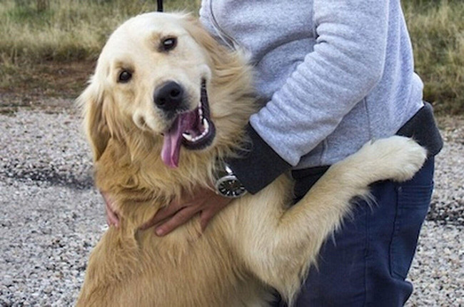 4 Tips to Stop a Dog from Jumping