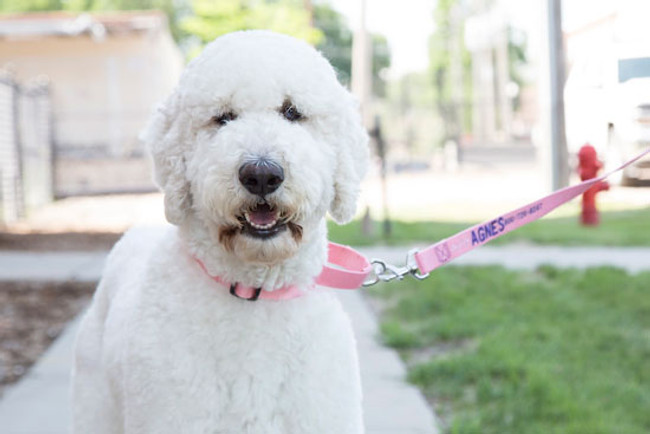 The Best Dog Collars for Pulling