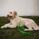 Reflective Waterproof Dog Leash Green On Dog Reflective Waterproof Dog Leash Green On Dog
